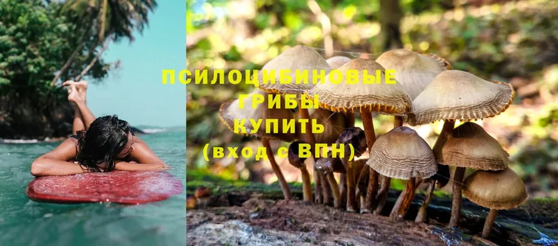 купить закладку  hydra как зайти  Галлюциногенные грибы MAGIC MUSHROOMS  Новосибирск 